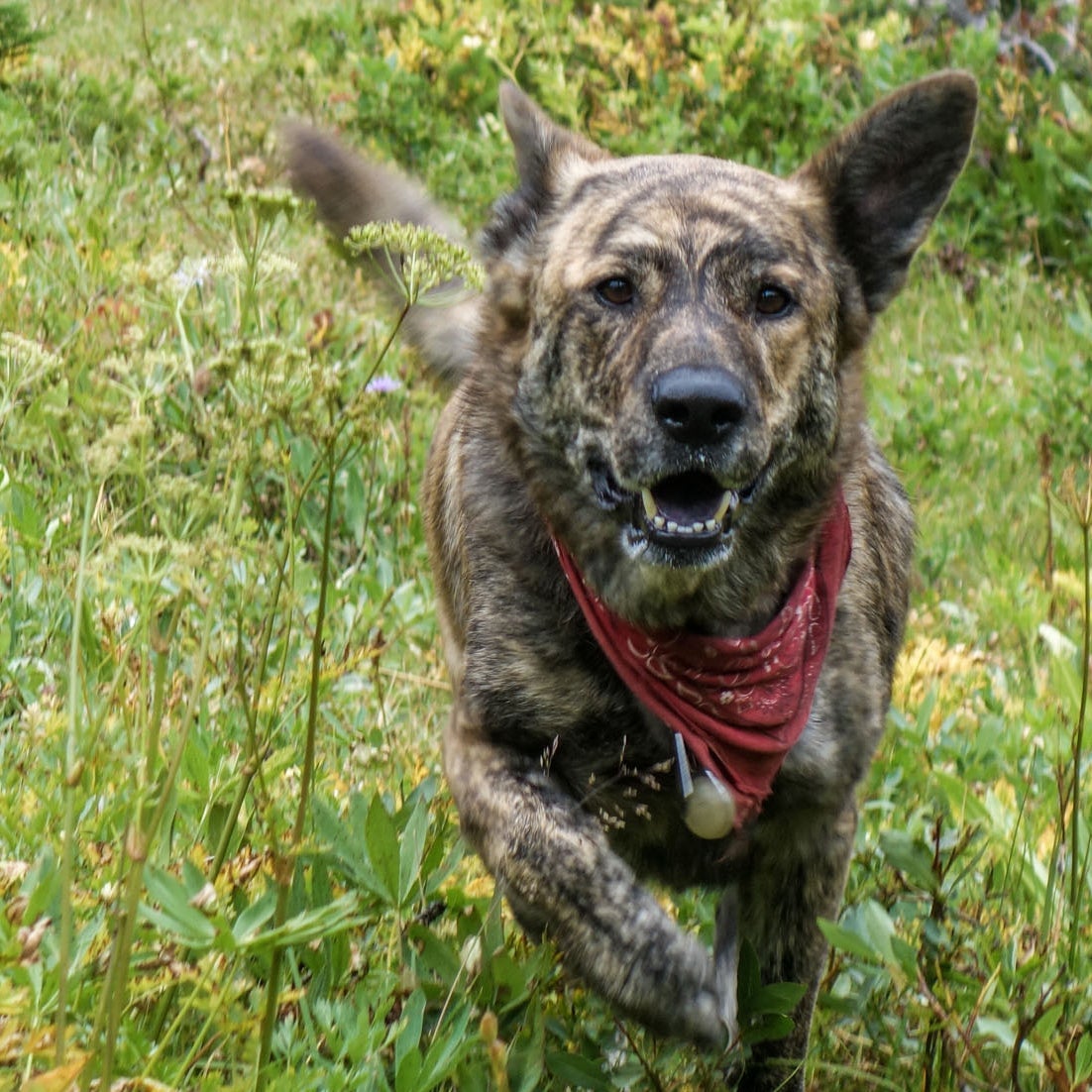 The Best Dog for the Outdoors The Humble Mutt