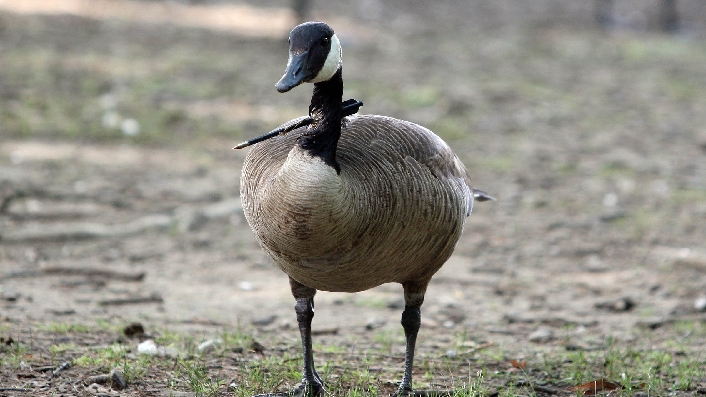 Canada goose 2024 killing foxes