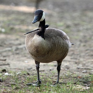 The accidental transgressions of one gaggle can return to haunt another.