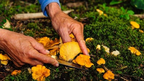 Along with fish and seafood, mounds of wild plants helped keep us fed. In early August, we were delighted to discover a whole hillside covered with chanterelle mushrooms.