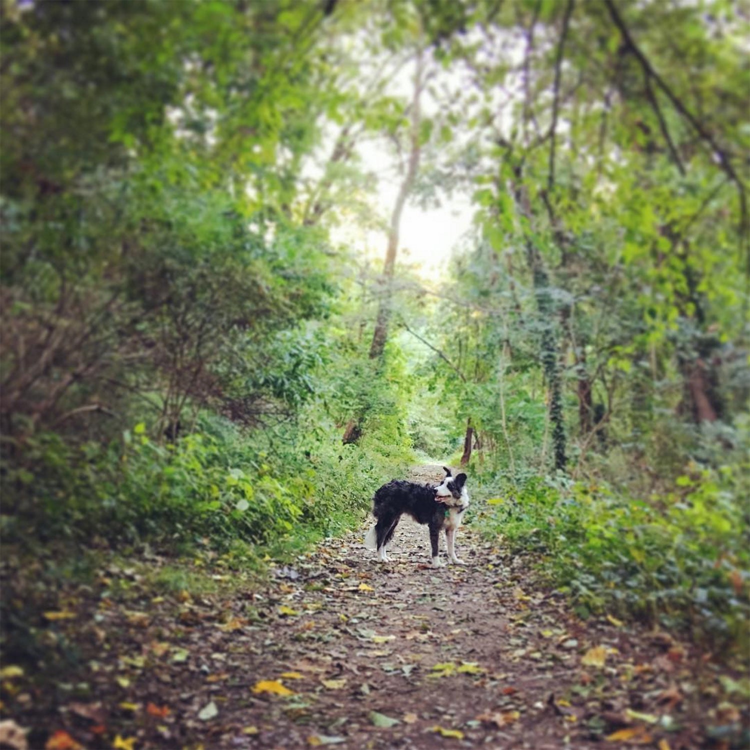 @armyspartan - Stony Run Trail - Evening walks are the best when there's a chill in the air!