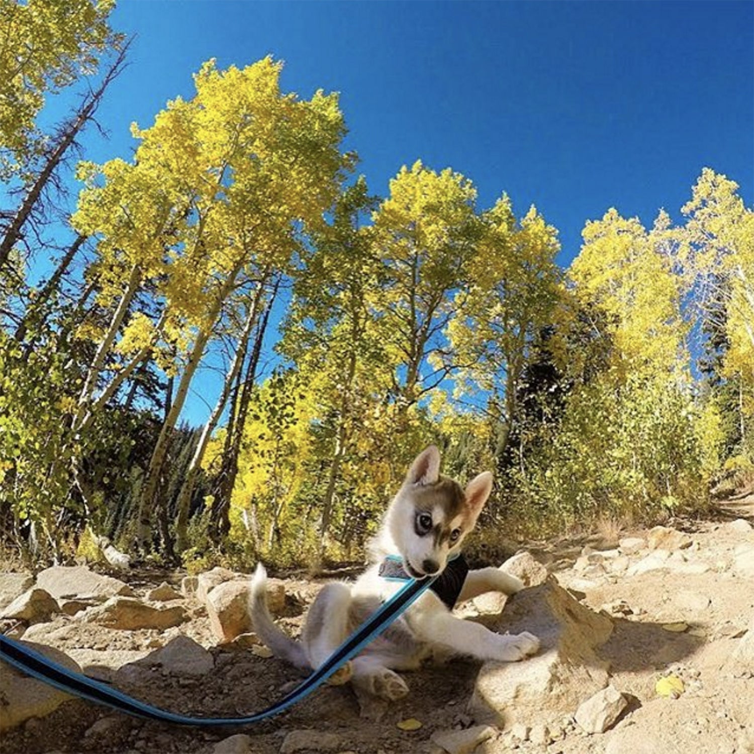 @wasatchghost - Wasatch Mountains - Ready to run free.