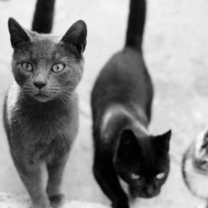 With feral cats threatening the fragile Hawaiian ecosystem, two competing groups have clashed over how the islands should respond.