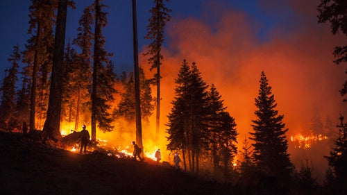 Hotshot crews at twilight on the Happy Camp Fire Complex in the Klamath National Forest, Northern California. In a burn operation, firefighters start a fire to increase the width of a fire line, creating a buffer between the flames and unburnt ground. This particular burn created a vacuum, sending flames to the main fire (a few hundred yards to the right of frame), which created a fire line of a few hundred yards. Days after this burn, large wind gusts pushed embers over that line and into the forest behind the camera, igniting a new area.