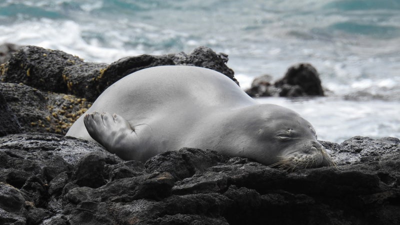 Monk seal RN36, a.k.a. Uilani, before dying of toxoplasmosis.