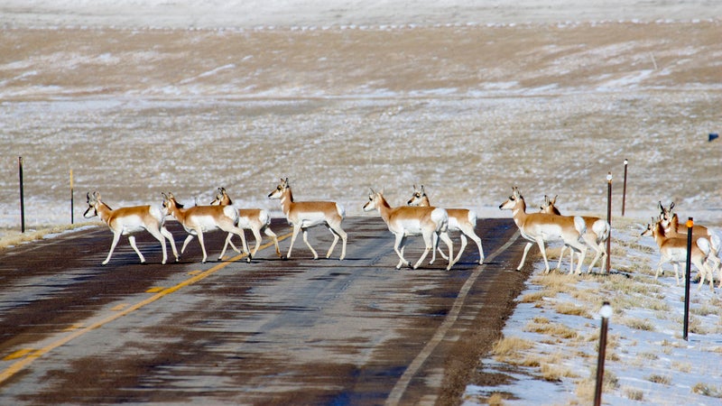 A herd of pronghorns crosses a road near Sweetwater, Wyoming.