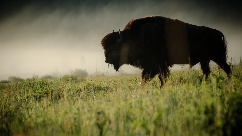 A bison captured early in the morning near Yellowstone National Park.