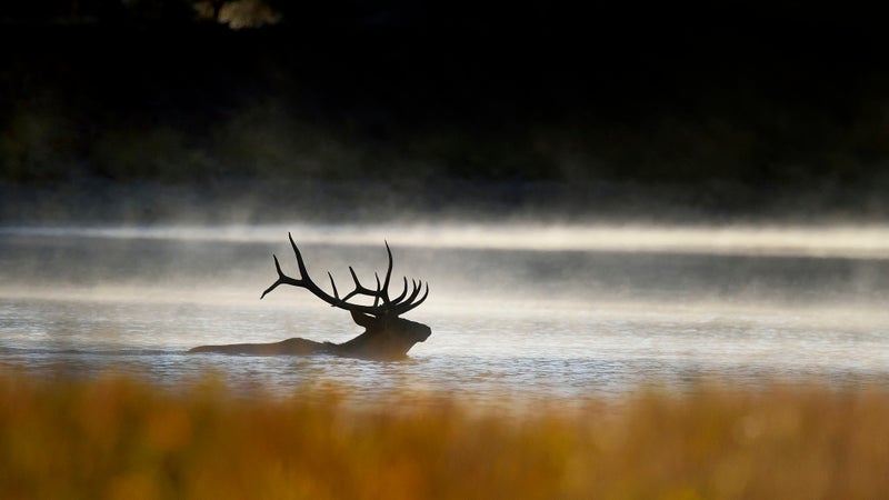 A bull elk crosses Wyoming's Snake River.