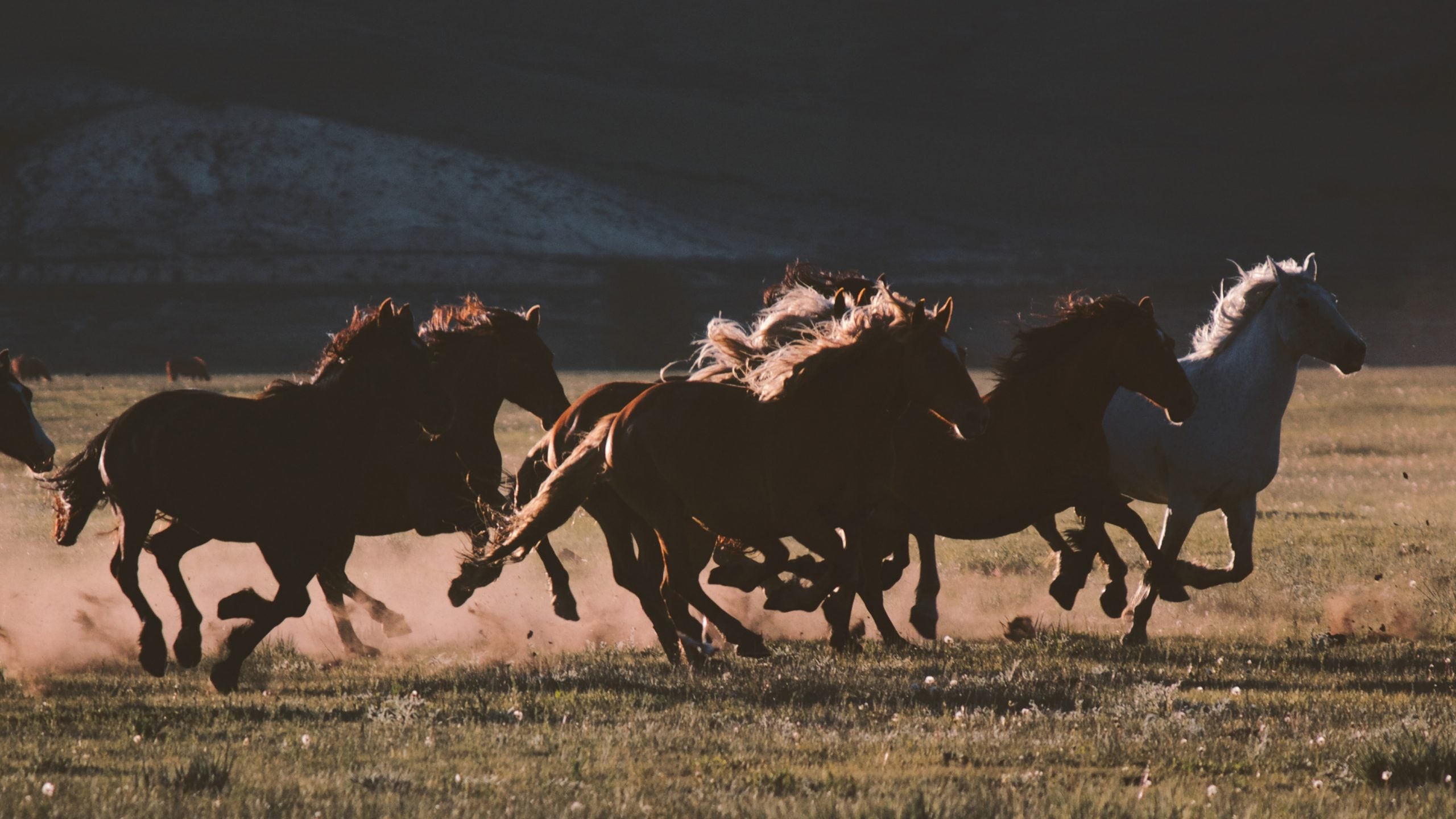 Wild horses run free in Wyoming. These guys would be just one of many significant legal quagmires the state would be drawn into if it seeks management over the public land within its borders.