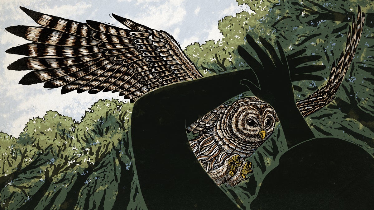 The Mysterious Case of the Pacific Northwest's Vengeful Owls