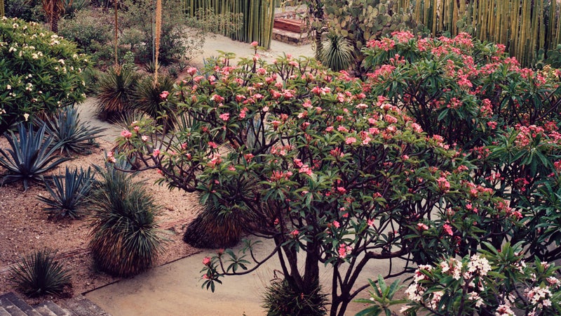 Oaxaca鈥檚 botanical garden.