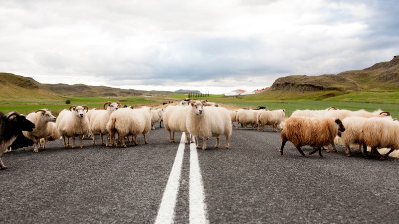Icelandic traffic jam.