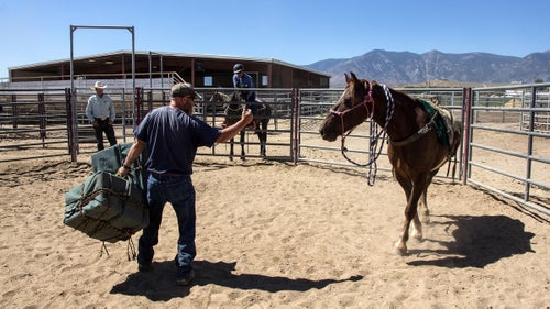 A horse prepares to have large pack saddles put on for the second time without a trainer grabbing its lead rope. Most of the horses will eventually come to the trainer with only a hand motion.