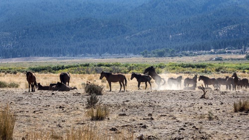 A herd of about 100 wild horses frequently gathers near the shores of Washoe Lake, just outside Carson City, Nevada. This is a particularly large herd due to its location in a lush habitat. The mustangs only real threats are starvation, thirst, and busy highways. (Car-on-horse accidents are common enough that the roads are marked with horse-crossing signs.)

The number of wild horses in the country is currently three times what the National Academy of Sciences considers sustainable, and their populations are growing 15 to 20 percent per year. Overgrazing is a serious threat to fragile desert ecosystems. As horses eat the native grasses, invasive ones like cheatgrass, which has no nutritional value for the animals, gain a foothold. The BLM’s task is to maintain the wild horse populations while protecting the ecosystems they live in.