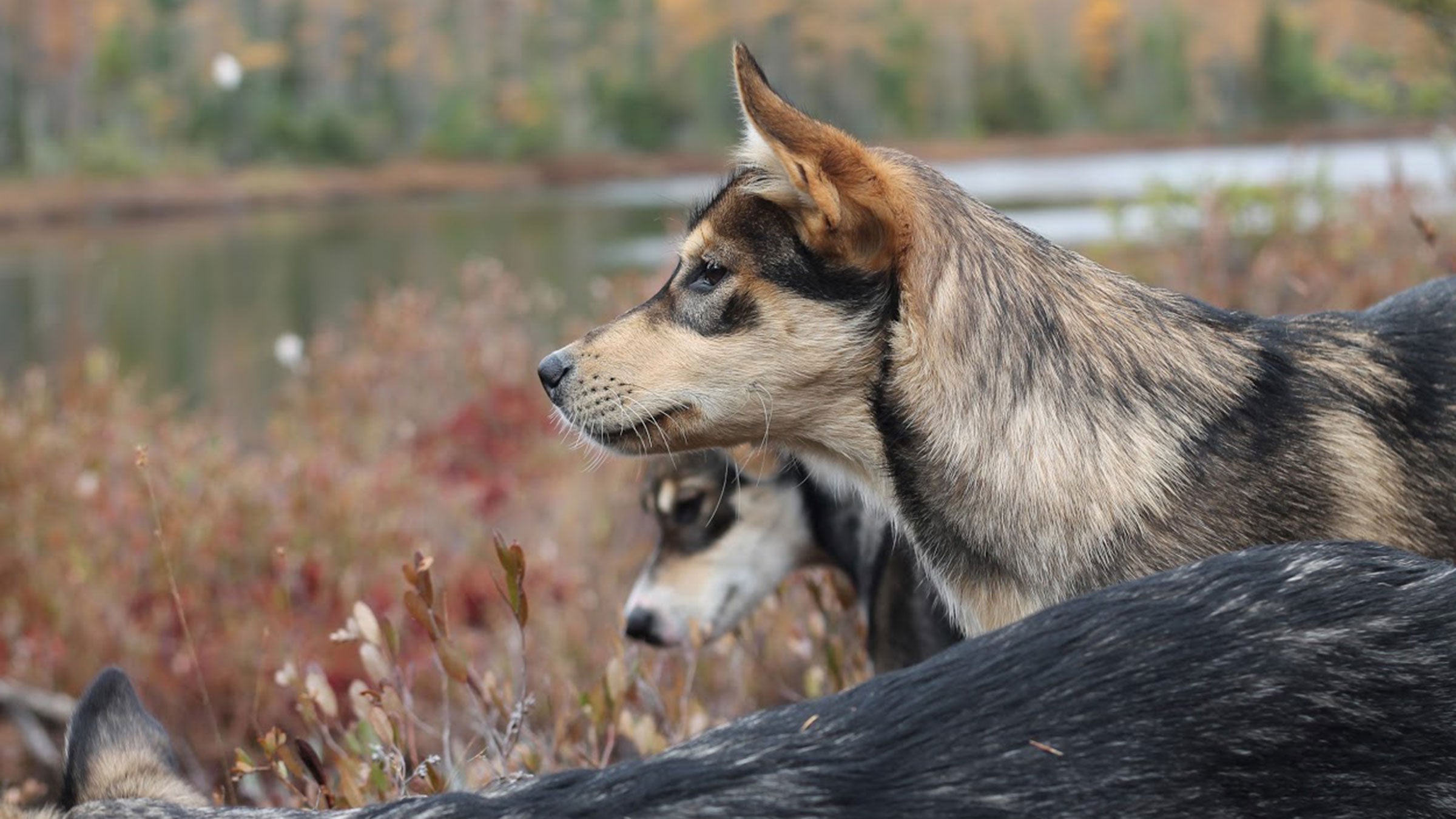 Clem with Jeff Sharlet (rear) and Glory (front) at the cranberry bog. Braverman's puppies are named after Buffy the Vampire Slayer characters and literary journalists. 