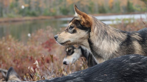 Clem with Jeff Sharlet (rear) and Glory (front) at the cranberry bog. Braverman's puppies are named after Buffy the Vampire Slayer characters and literary journalists.