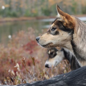 Braverman helped teach her husky puppies courage by taking them to a local cranberry bog.