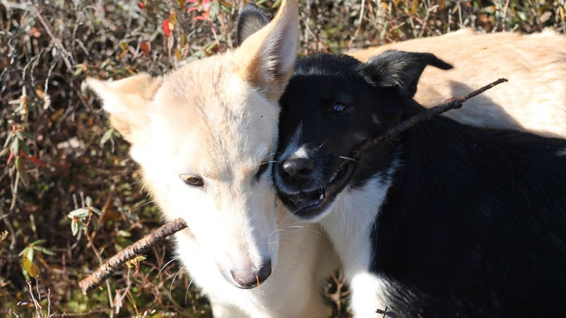 Spike and Xander share a stick.