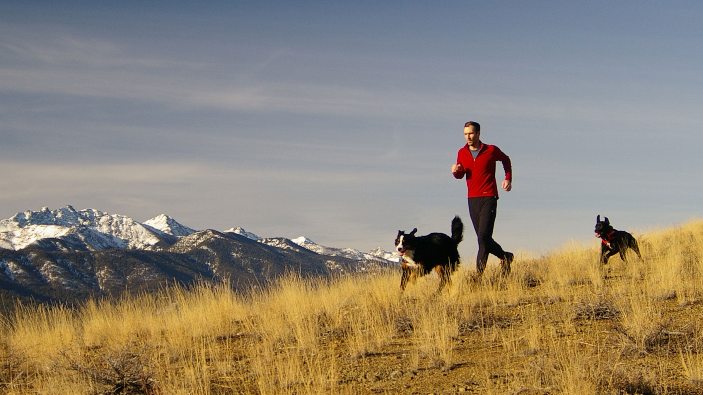 Want to endurance train with your dog? Look no further.