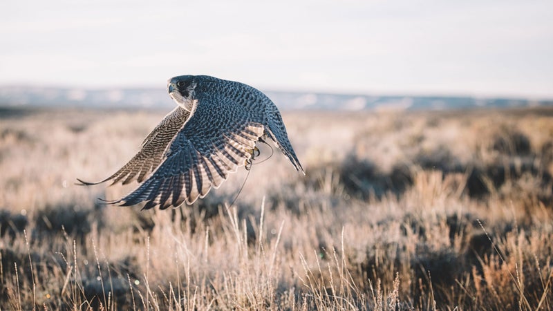The autofocus allows you to follow and shoot quick-moving subjects without stopping to refocus.