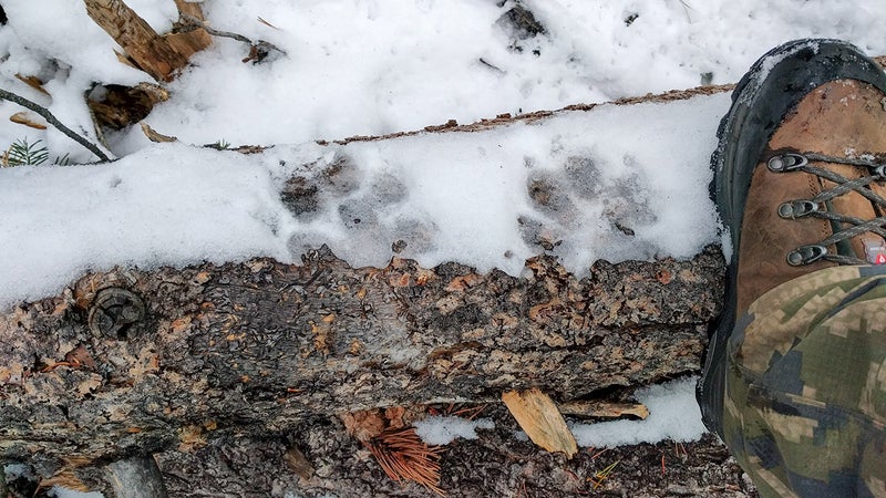Wolf prints. These Lowa Evo Extreme boots kept my feet warm and dry while hiking in cold, wet weather and helped support my ankles when I had to carry 120 pounds on my back.