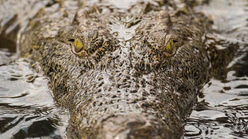 Nile Crocodile, Zambezi River.