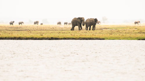 Elephants on the Chobe River, near the confluence with the Zambezi.