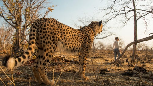 Sylvester, an orphaned cheetah, is used for educational talks with school groups. Travelers can walk with him on his morning hike through Elephant Camp, near Victoria Falls.