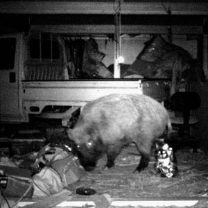 Can Japan solve its (radioactive) wild boar problem?