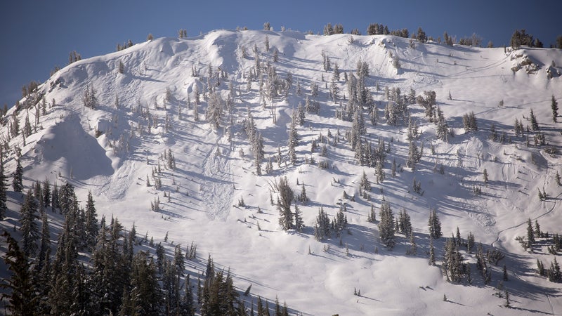 An overall view of Hemlocks.