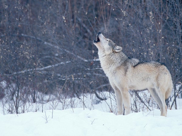 What can soundscapes tell us about our world?