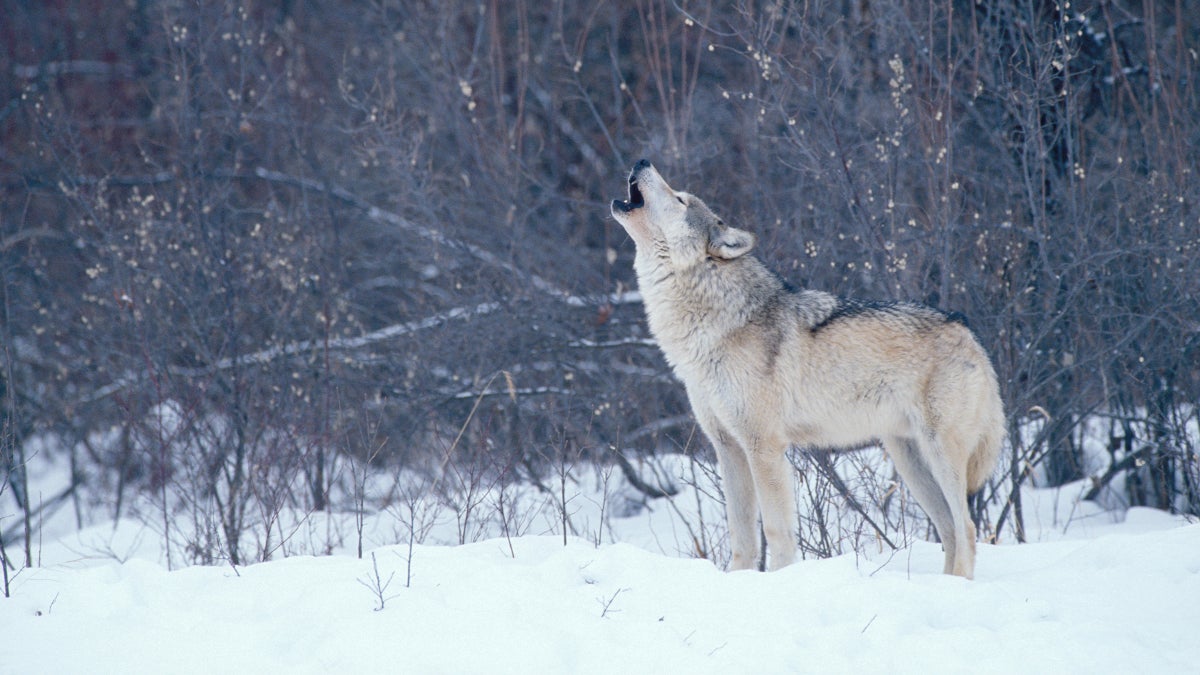 Call of the Wild Things - Outside Online