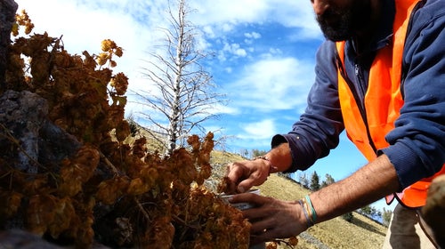 Taylan Morcol in the field, searching for wild hops that could be more climate-resilient than current domestic varieties.