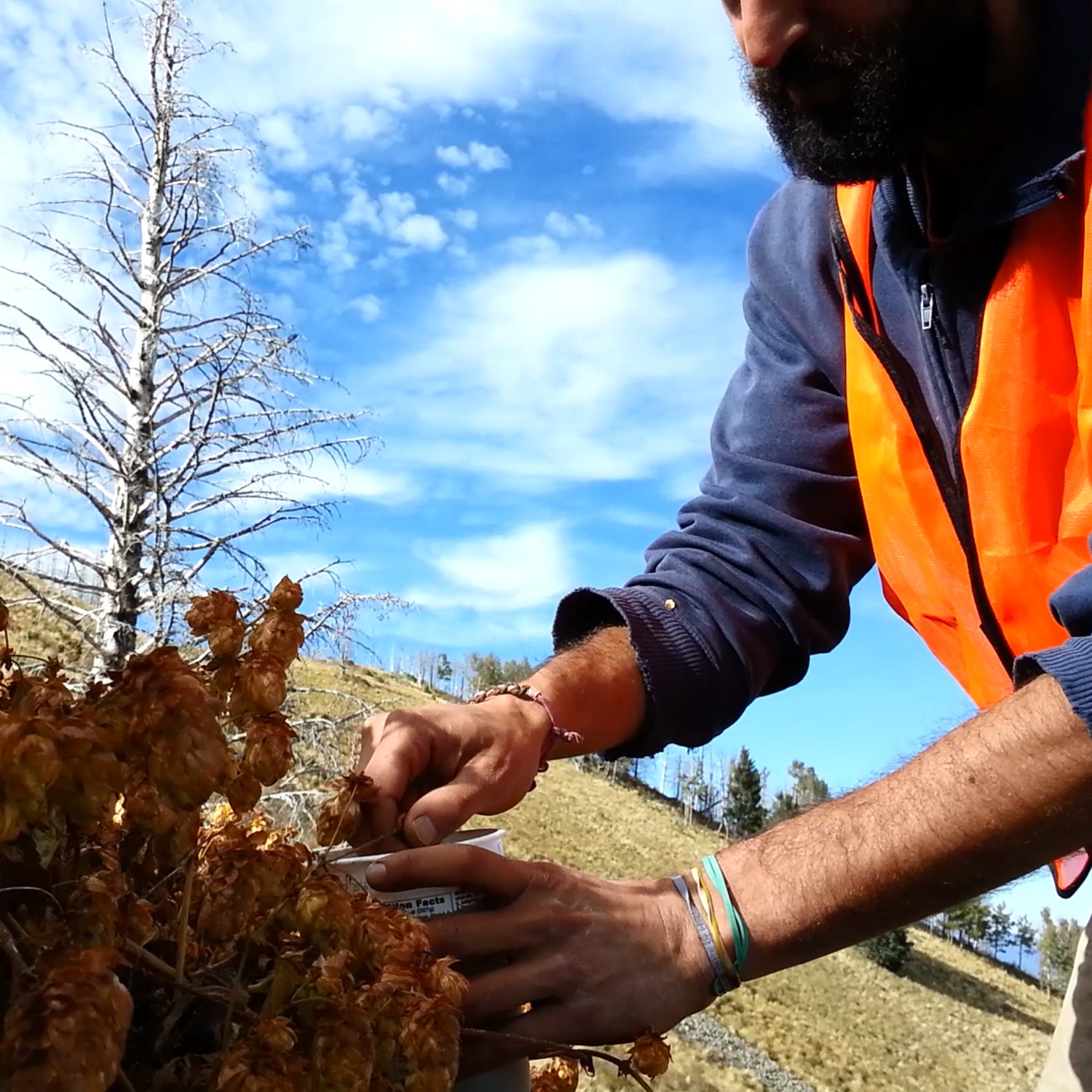 Taylan Morcol in the field, searching for wild hops that could be more climate-resilient than current domestic varieties.