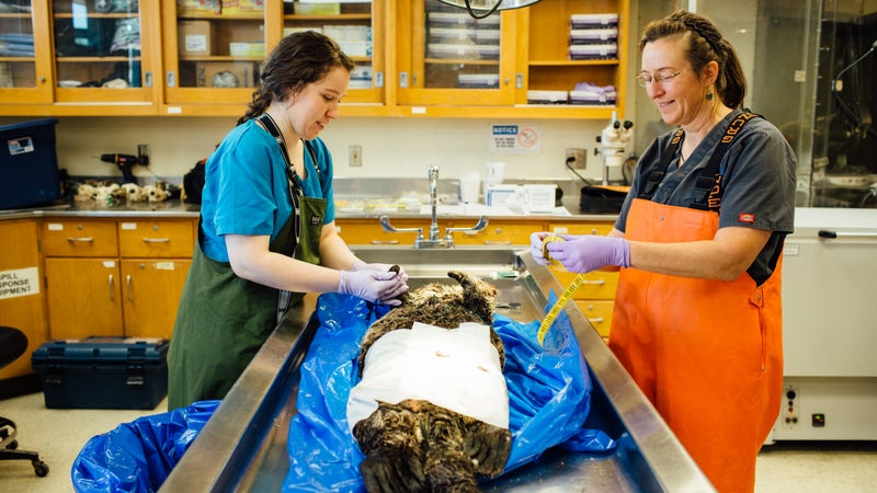 Burek (right) and assistant Rachael Rooney prepare an otter for necropsy at a U.S. Fish and Wildlife lab in Anchorage. (All activities conducted pursuant to National Marine Fisheries Service Permit No. 18786.)