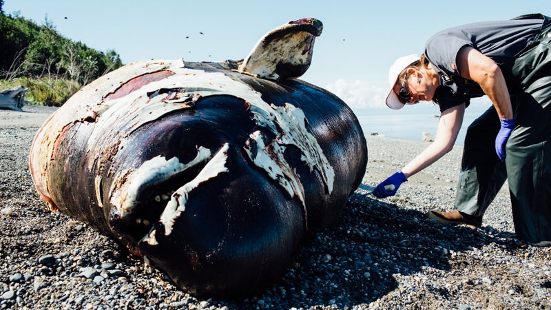 Burek inspecting and measuring a Beluga whale on the beach in Nikiski, Alaska. (All activities conducted pursuant to National Marine Fisheries Service Permit No. 18786.)