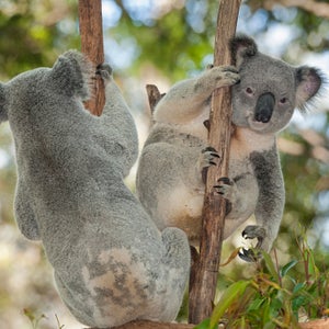 Koalas, one of the Australia’s iconic creatures, are threatened in some areas, while overpopulated in others.