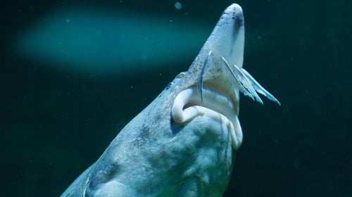Sturgeon fish.