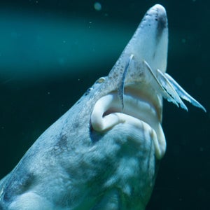 Sturgeon fish.