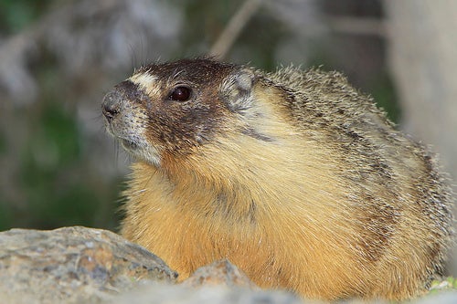 As Temperatures Rise, Marmot Population Booms