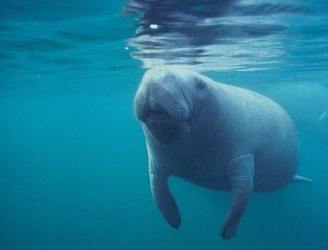 Manatee Death Captured on Video