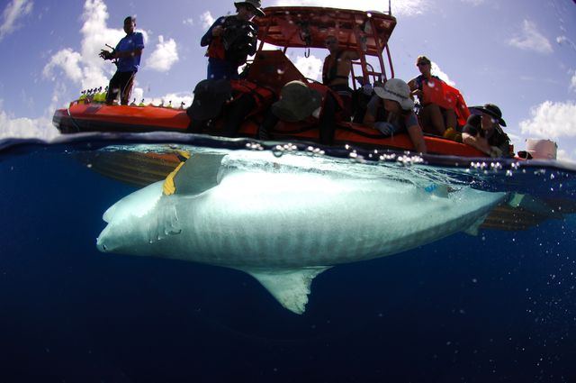 Learn About the Tiger Shark – Fishing