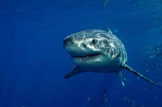 Here's How I Survived a Shark Attack