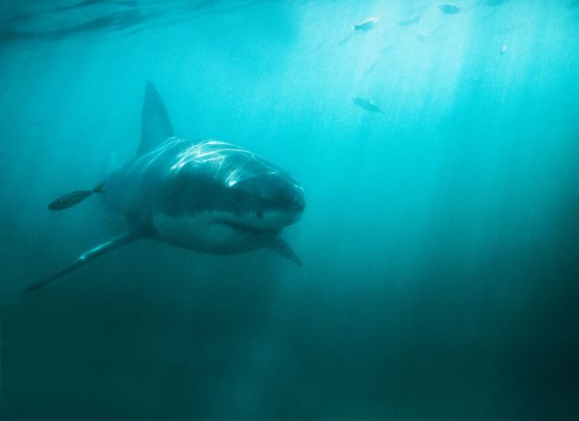 George Burgess on the Science of Shark Attacks