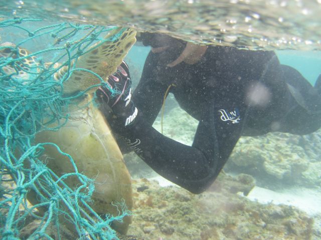 An Entangled Dolphin Approaches a Diver And Gets Help