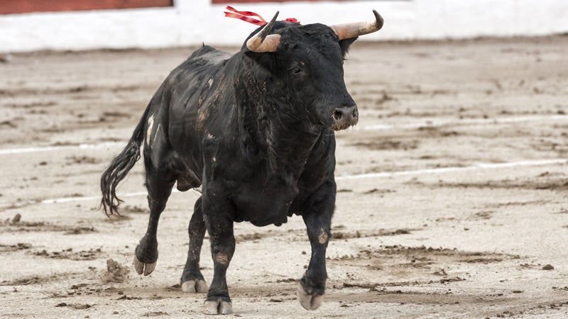 Bull about 650 Kg galloping in the sand