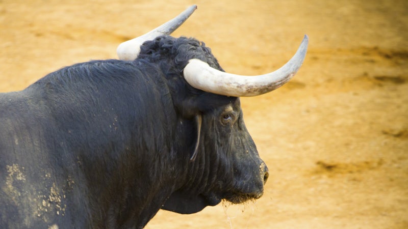 Fighting bull picture from Spain