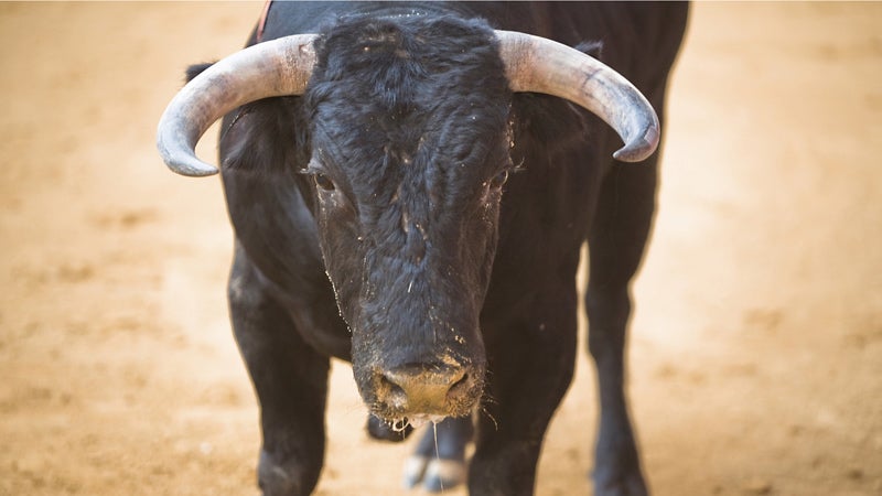 brave bull in a bullfight, Spain