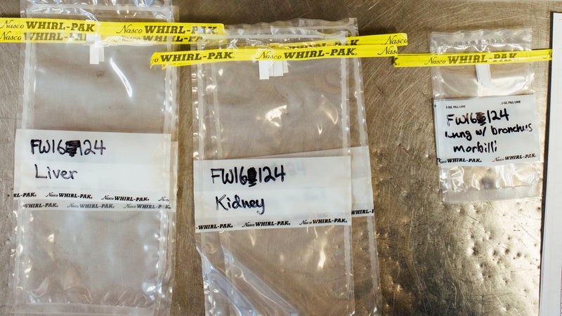 Prelabeled tissue-sample baggies. (All activities conducted pursuant to National Marine Fisheries Service Permit No. 18786.)