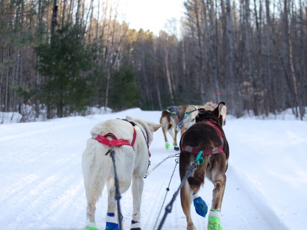 My workout plan? It's keeping 21 dogs in top shape.